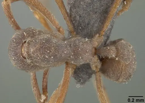 Apterostigma pilosum - USNMENT01124247