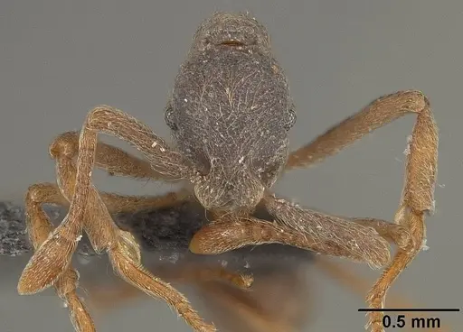 Apterostigma pilosum - USNMENT01124247