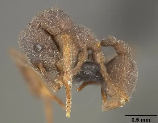 Apterostigma pilosum - USNMENT01124247