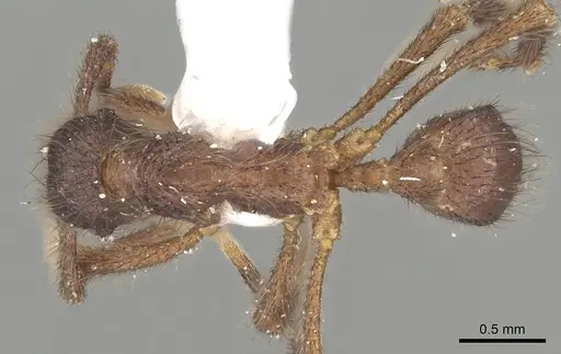 Apterostigma reburrum specimen