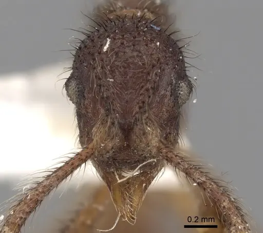 Apterostigma reburrum specimen