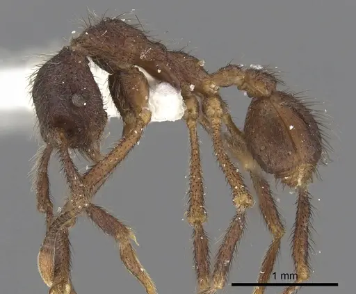 Apterostigma reburrum specimen