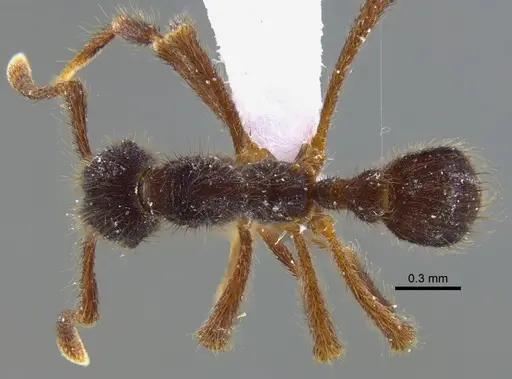 Apterostigma reburrum - IAVH-E-222570