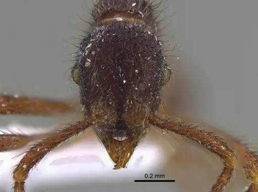 Apterostigma reburrum - IAVH-E-222570