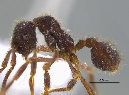 Apterostigma reburrum - IAVH-E-222570