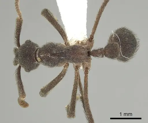 Apterostigma robustum specimen