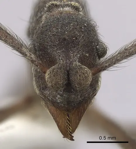 Apterostigma robustum specimen