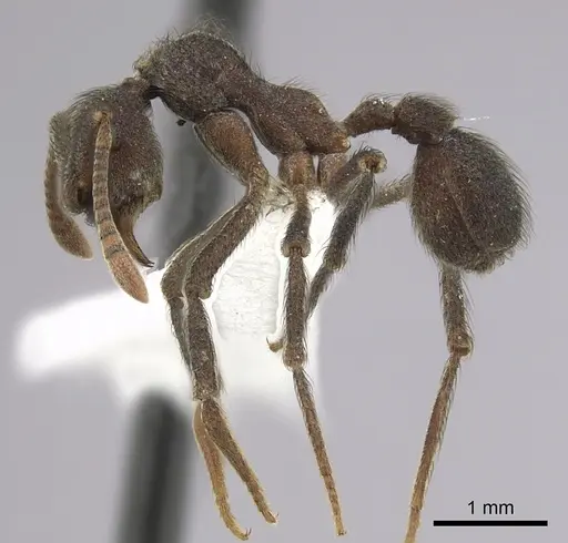 Apterostigma robustum specimen