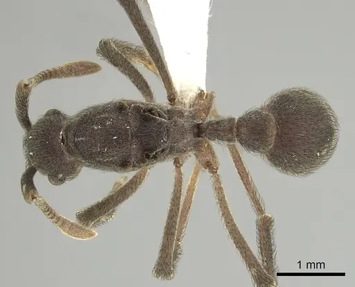 Apterostigma robustum - CASENT0619659