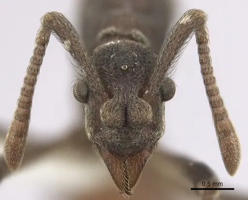 Apterostigma robustum - CASENT0619659