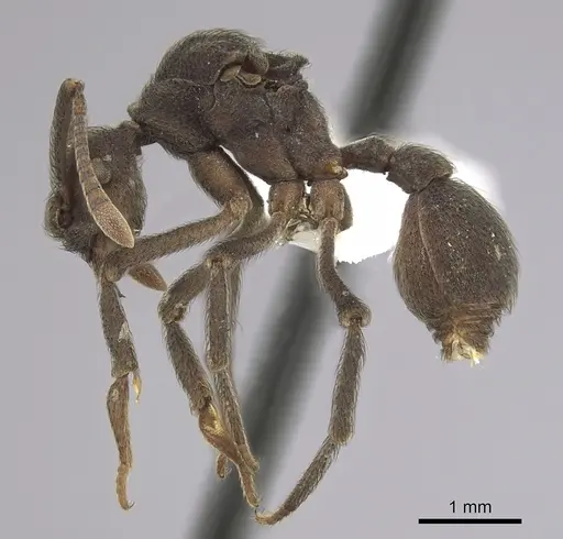 Apterostigma robustum - CASENT0619659