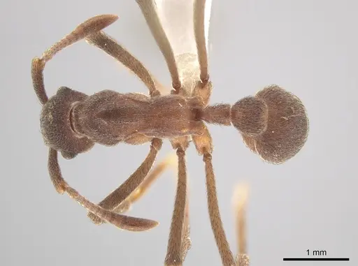 Apterostigma robustum - CASENT0619912