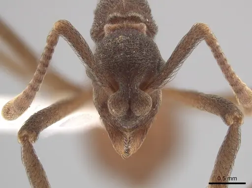 Apterostigma robustum - CASENT0619912