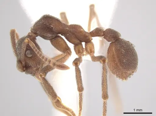 Apterostigma robustum - CASENT0619912