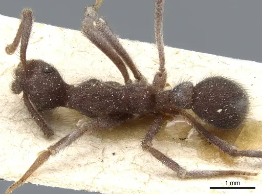 Apterostigma robustum - CASENT0904977