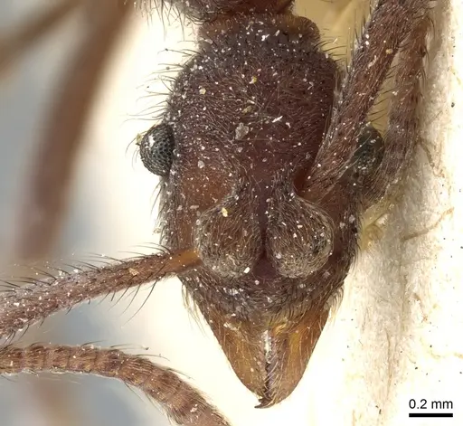 Apterostigma robustum - CASENT0904977