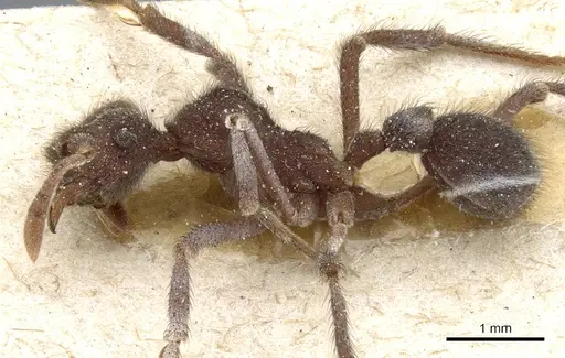 Apterostigma robustum - CASENT0904977