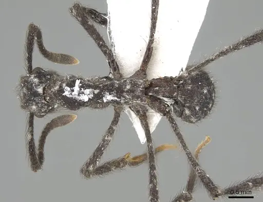 Apterostigma robustum - CASENT0922047