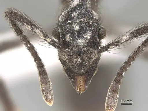 Apterostigma robustum - CASENT0922047