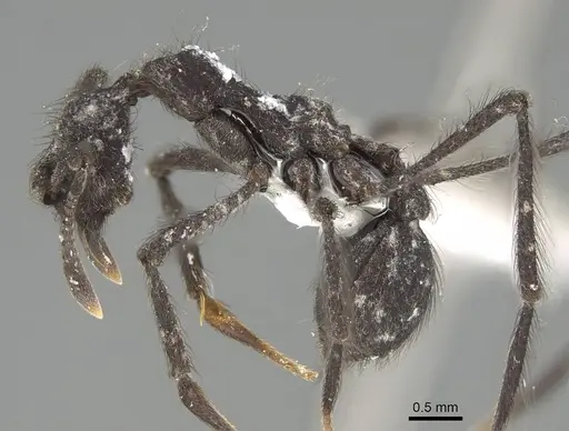 Apterostigma robustum - CASENT0922047