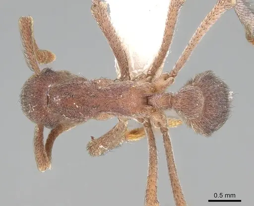 Apterostigma robustum - CASENT0922048