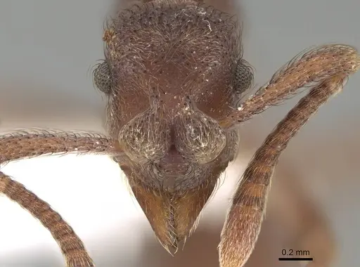 Apterostigma robustum - CASENT0922048