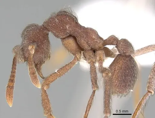 Apterostigma robustum - CASENT0922048