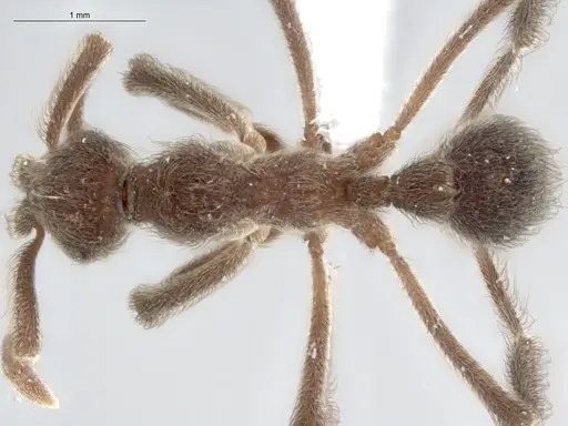 Apterostigma robustum - ECOFOG-IT14-0833-10