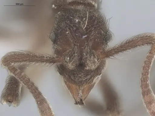 Apterostigma robustum - ECOFOG-IT14-0833-10