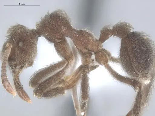 Apterostigma robustum - ECOFOG-IT14-0833-10