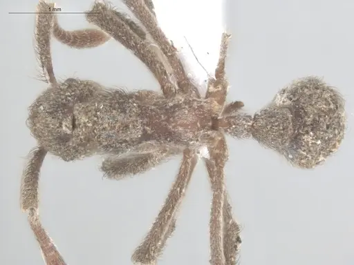 Apterostigma robustum - ECOFOG-SL13-1307-11