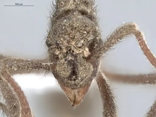 Apterostigma robustum - ECOFOG-SL13-1307-11