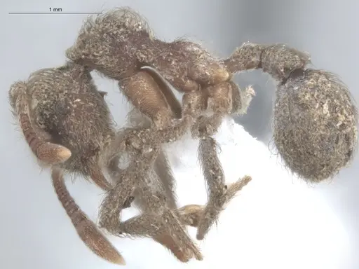 Apterostigma robustum - ECOFOG-SL13-1307-11