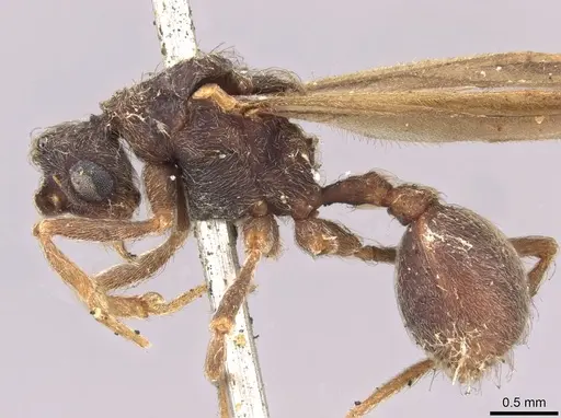 Apterostigma scutellare specimen
