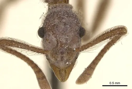 Apterostigma serratum specimen