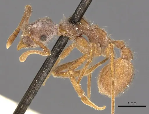 Apterostigma serratum specimen