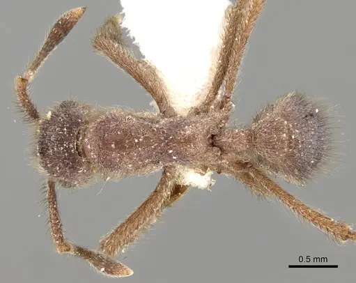 Apterostigma steigeri specimen