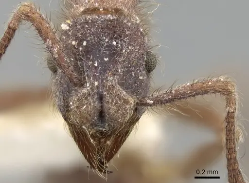 Apterostigma steigeri specimen