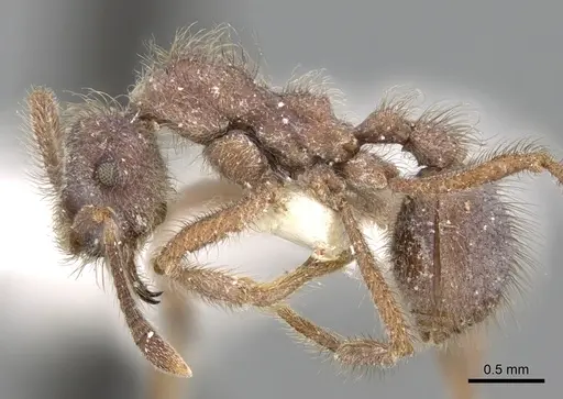 Apterostigma steigeri specimen