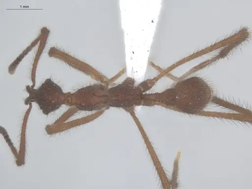 Apterostigma tachirense specimen