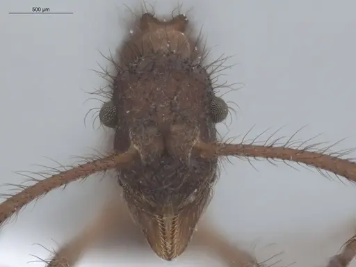 Apterostigma tachirense specimen