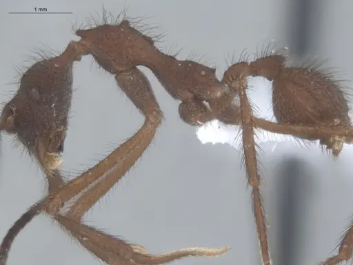 Apterostigma tachirense specimen