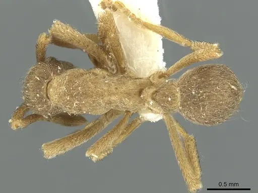 Apterostigma tramitis specimen