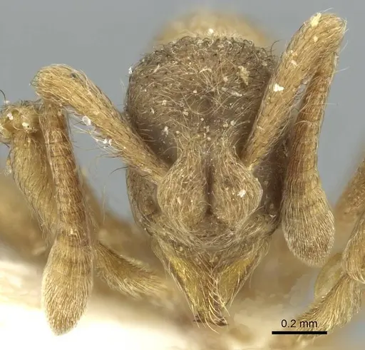 Apterostigma tramitis specimen