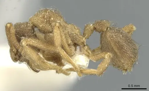 Apterostigma tramitis specimen