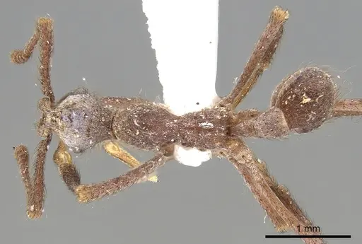 Apterostigma turgidum specimen