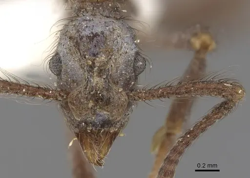 Apterostigma turgidum specimen