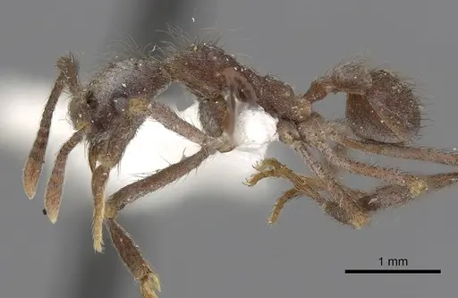 Apterostigma turgidum specimen