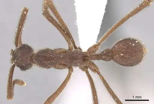 Apterostigma urichii specimen