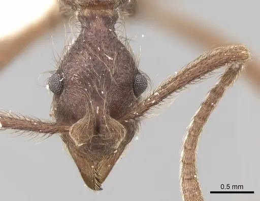 Apterostigma urichii specimen